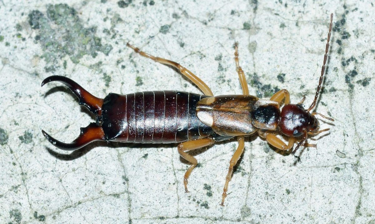 Уховертка Прибрежная – Labidura riparia