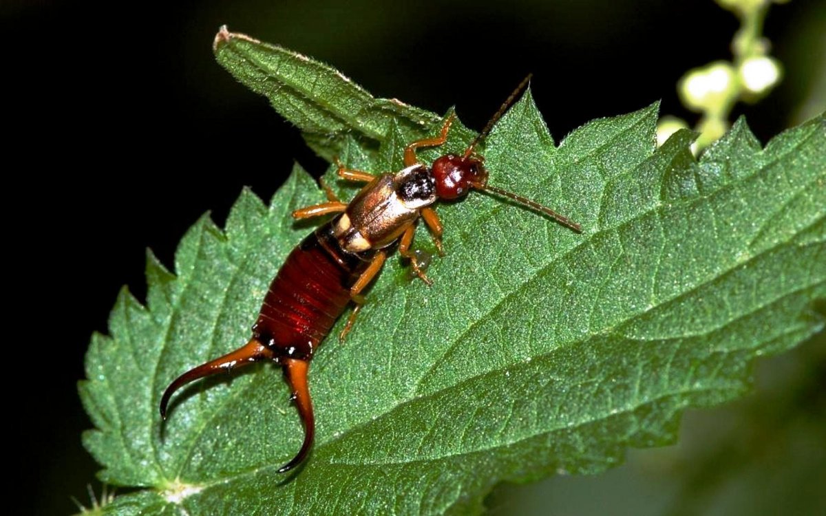 Auricularia auricula