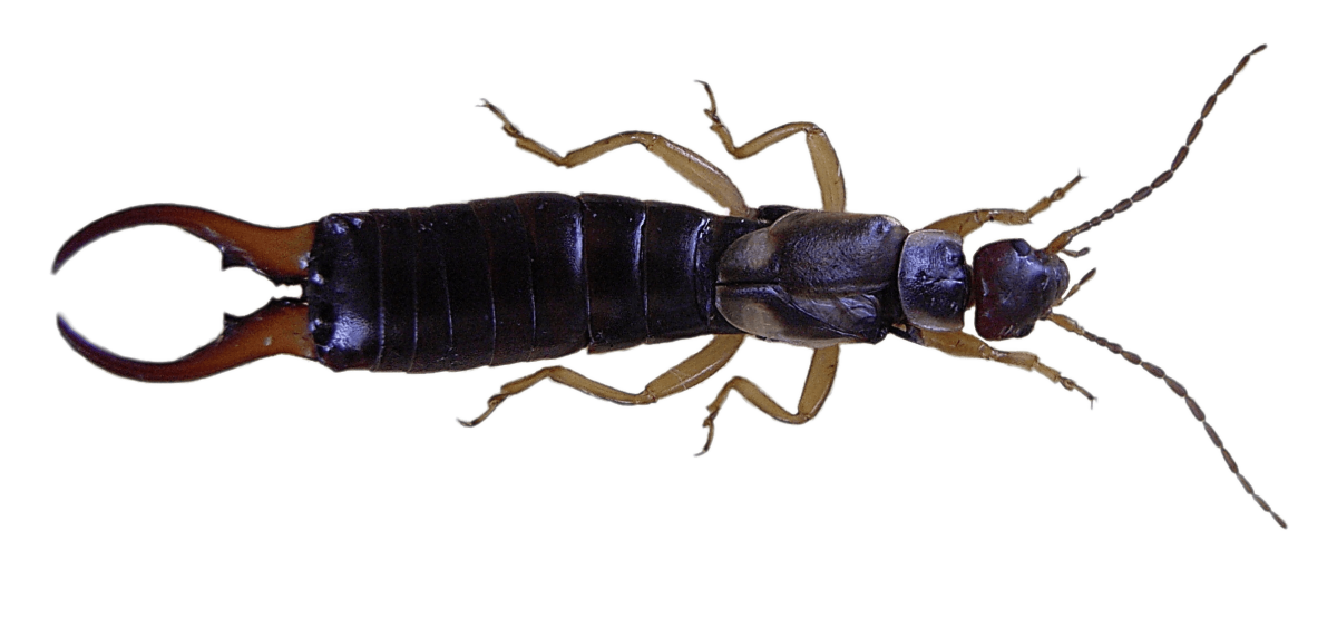 Укус уховертки обыкновенной