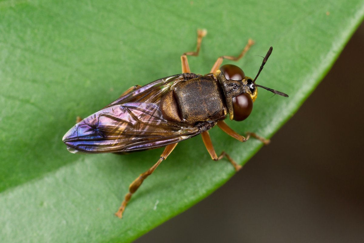 Укус двухвостки уховертки