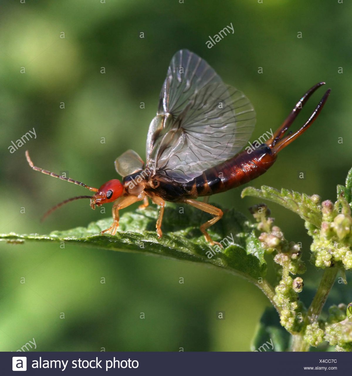 Нимфа уховертки