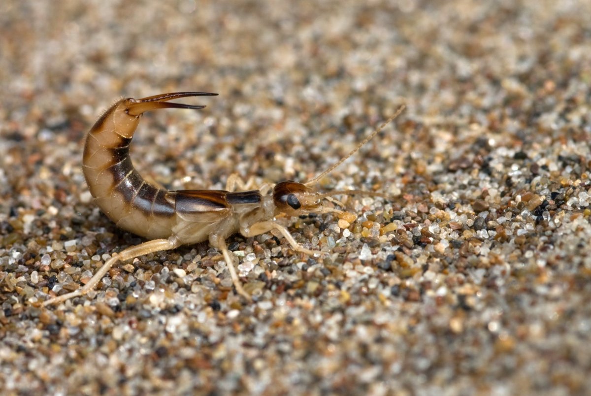 Личинка мокрицы в квартире
