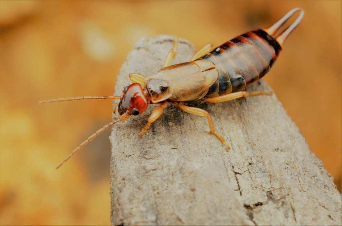 Сороконожка двухвостка