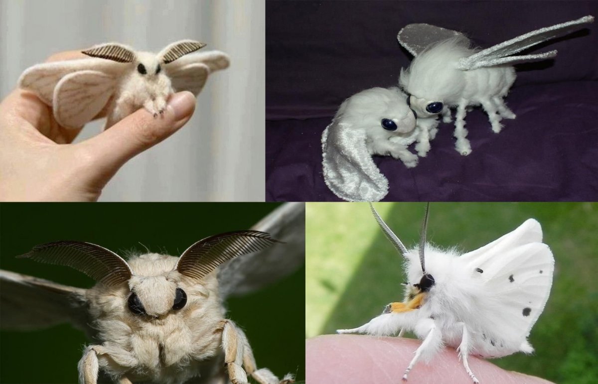 Мотылёк Dryocampa rubicunda.