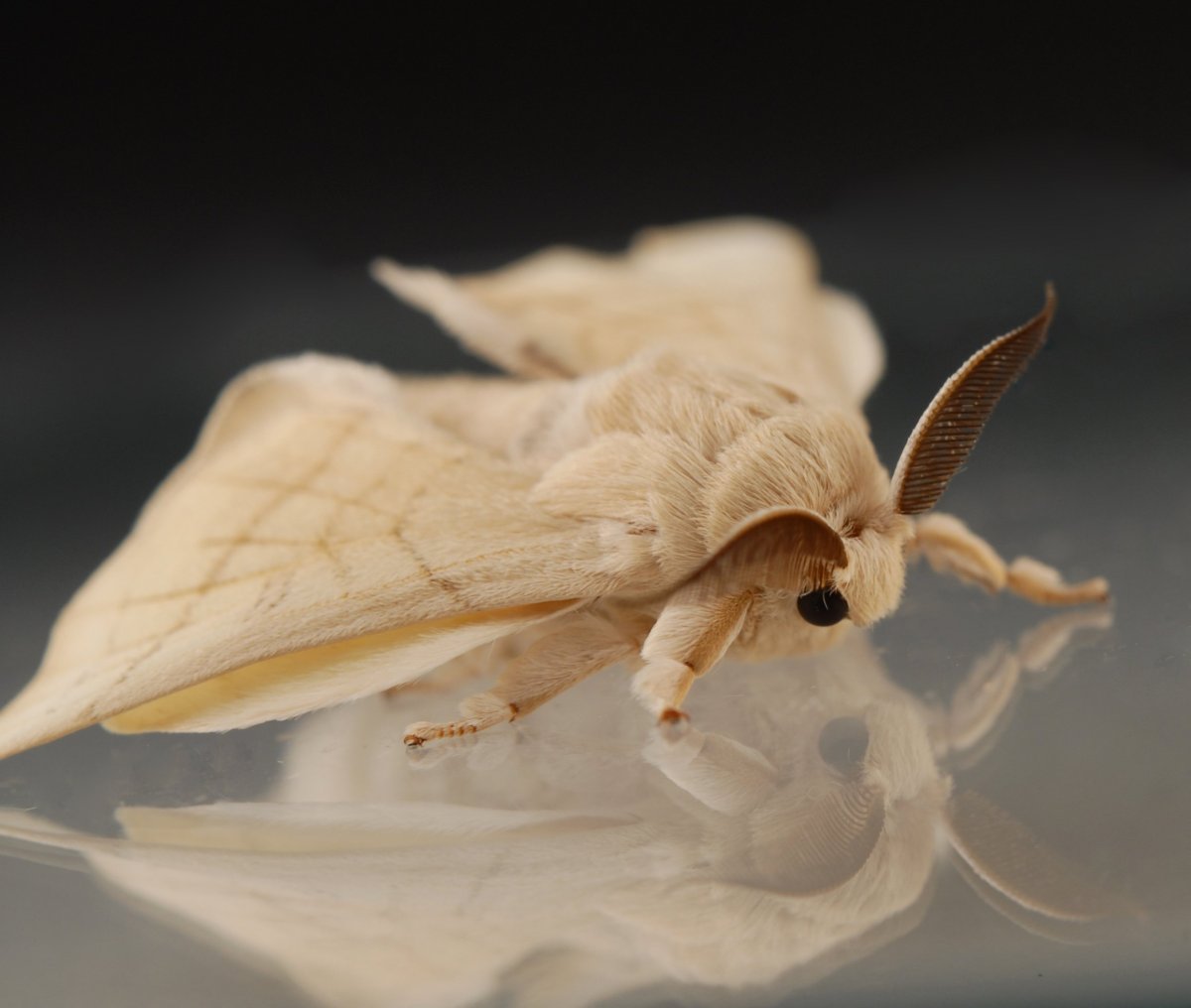 Кокон бабочки шелкопряда