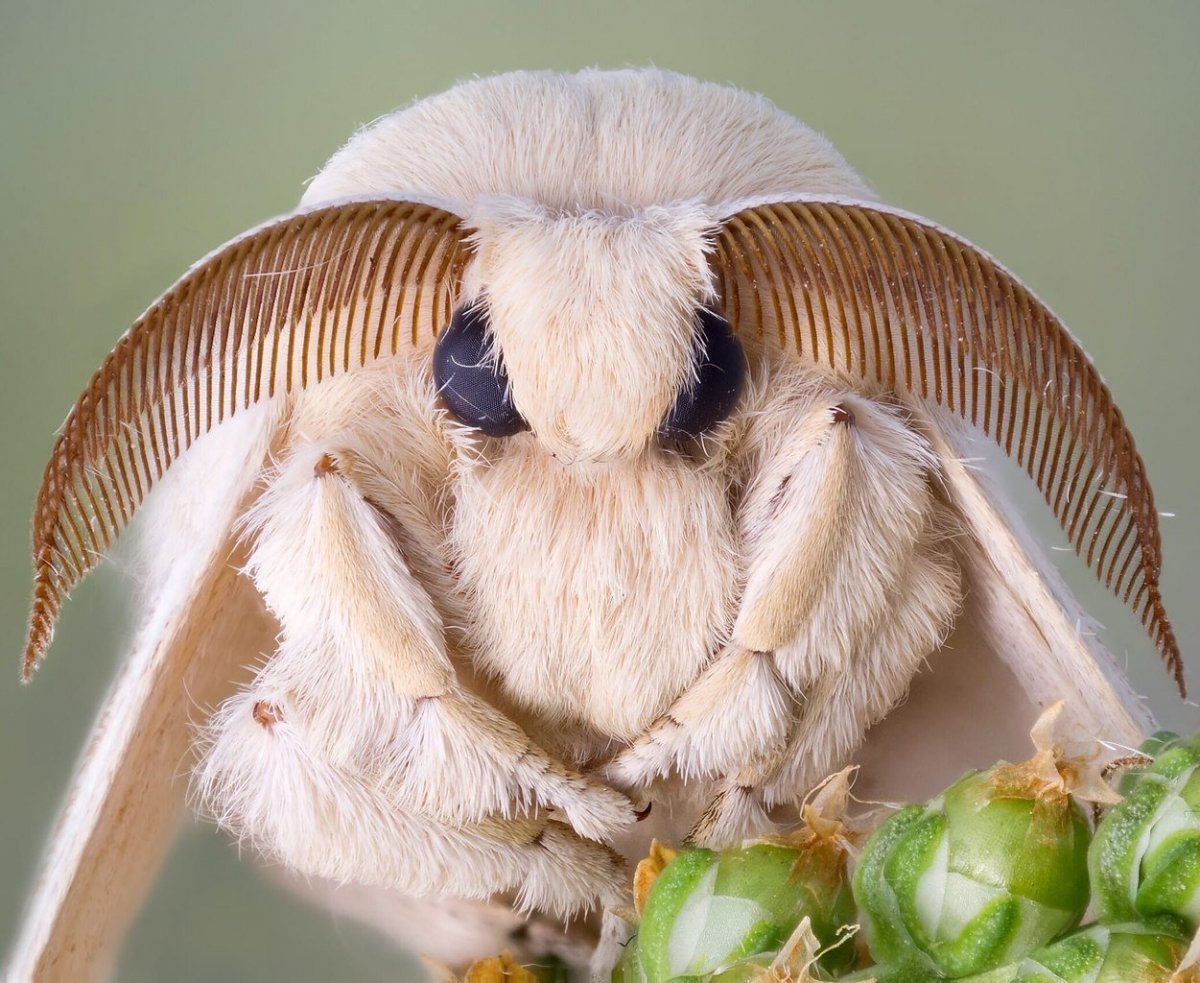 Тутовый шелкопряд бабочка