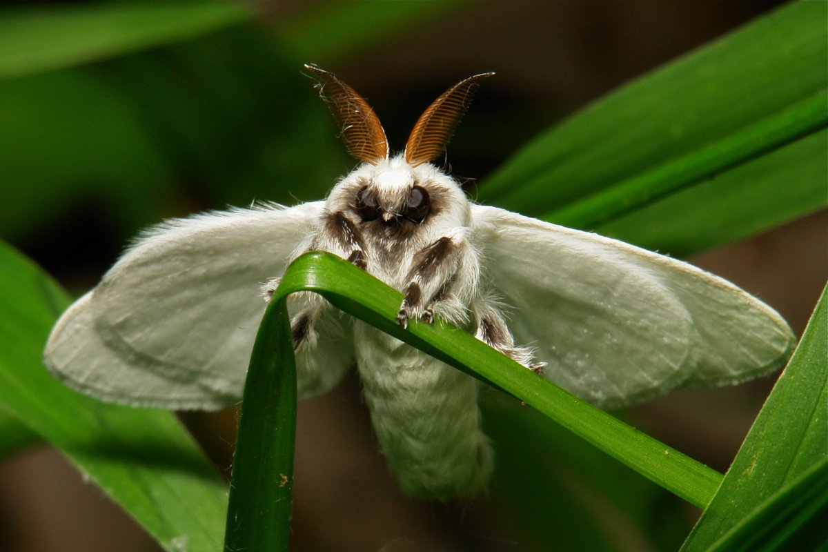 Пудельковый мотыльки Венесуэльские