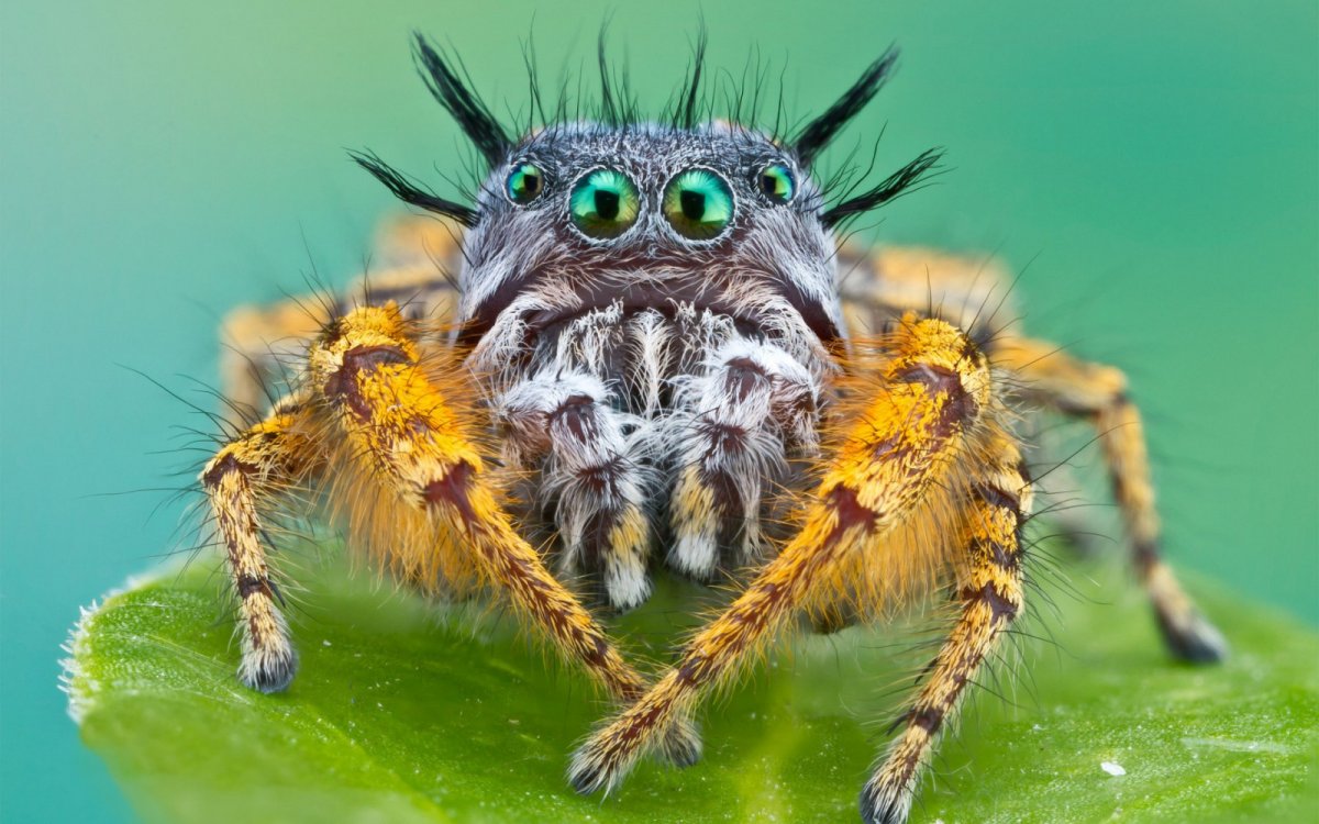 Бабочка волнянка