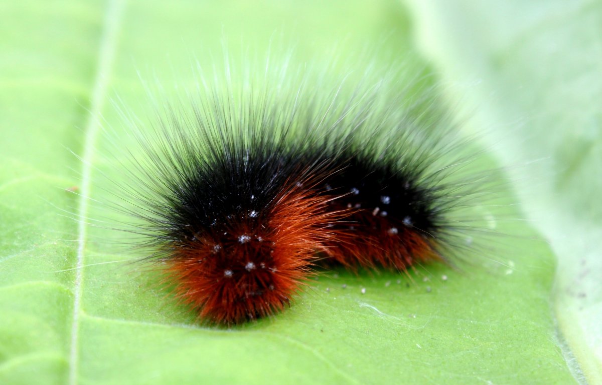 Бабочка Dryocampa rubicunda