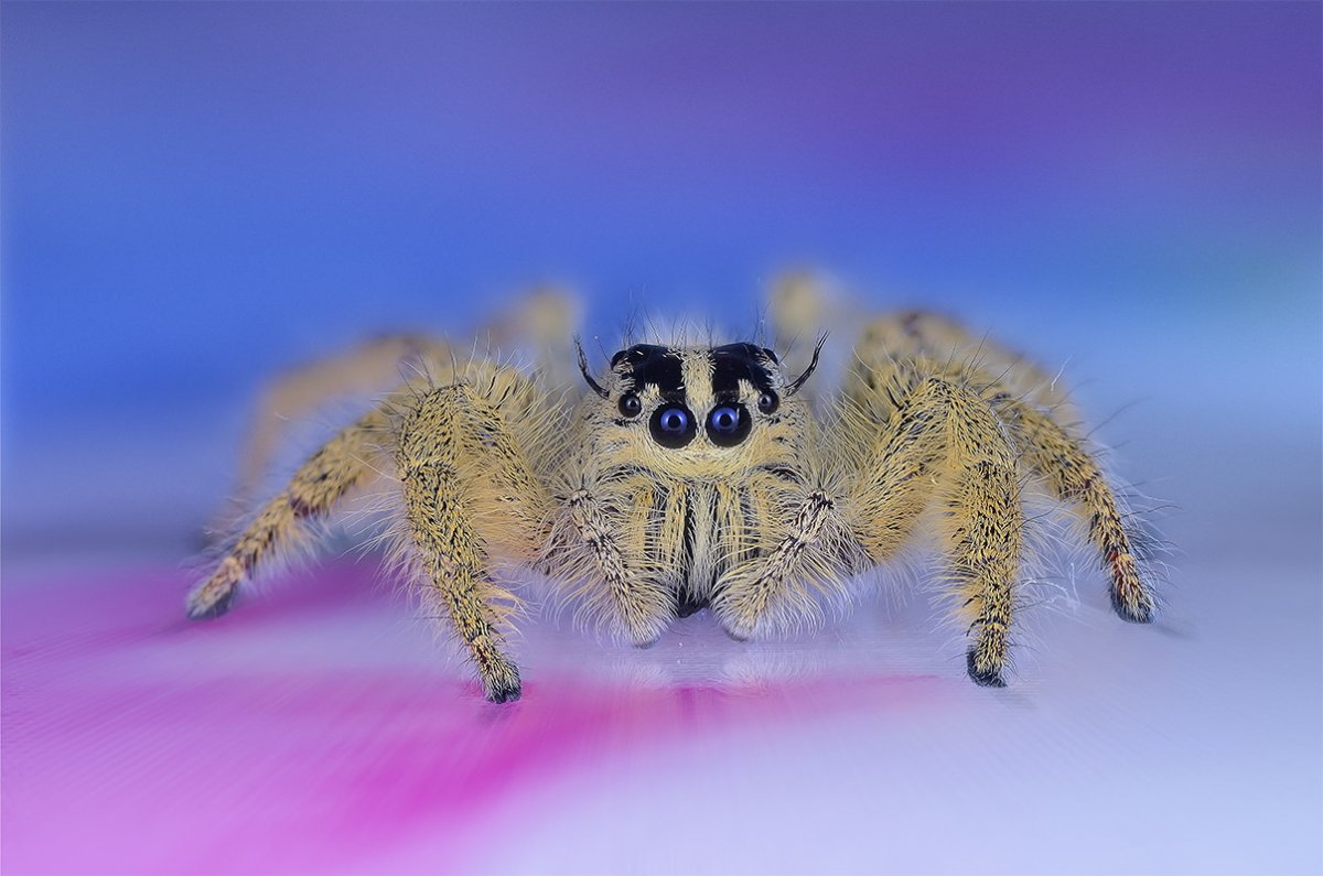 Венесуэльский мотылёк-пудель