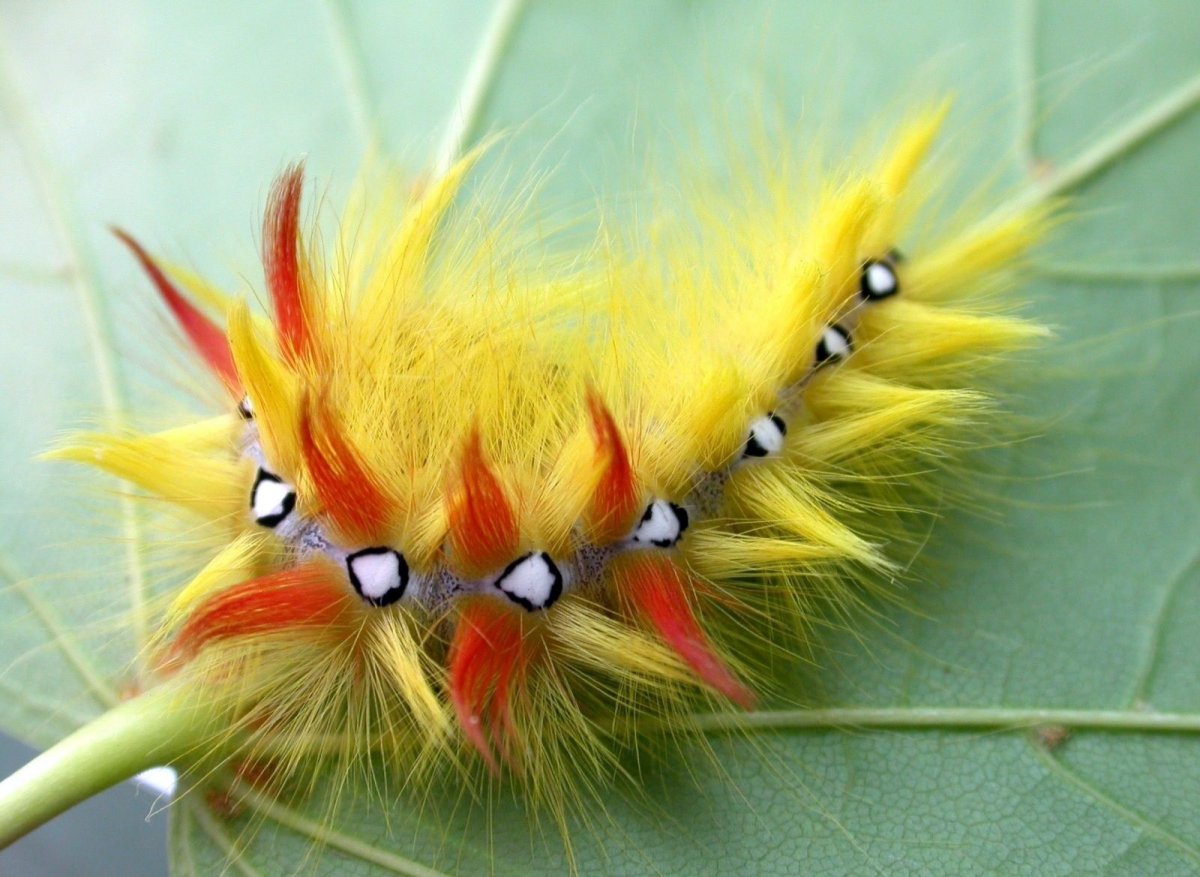 Сатурния Мадагаскарская гусеница