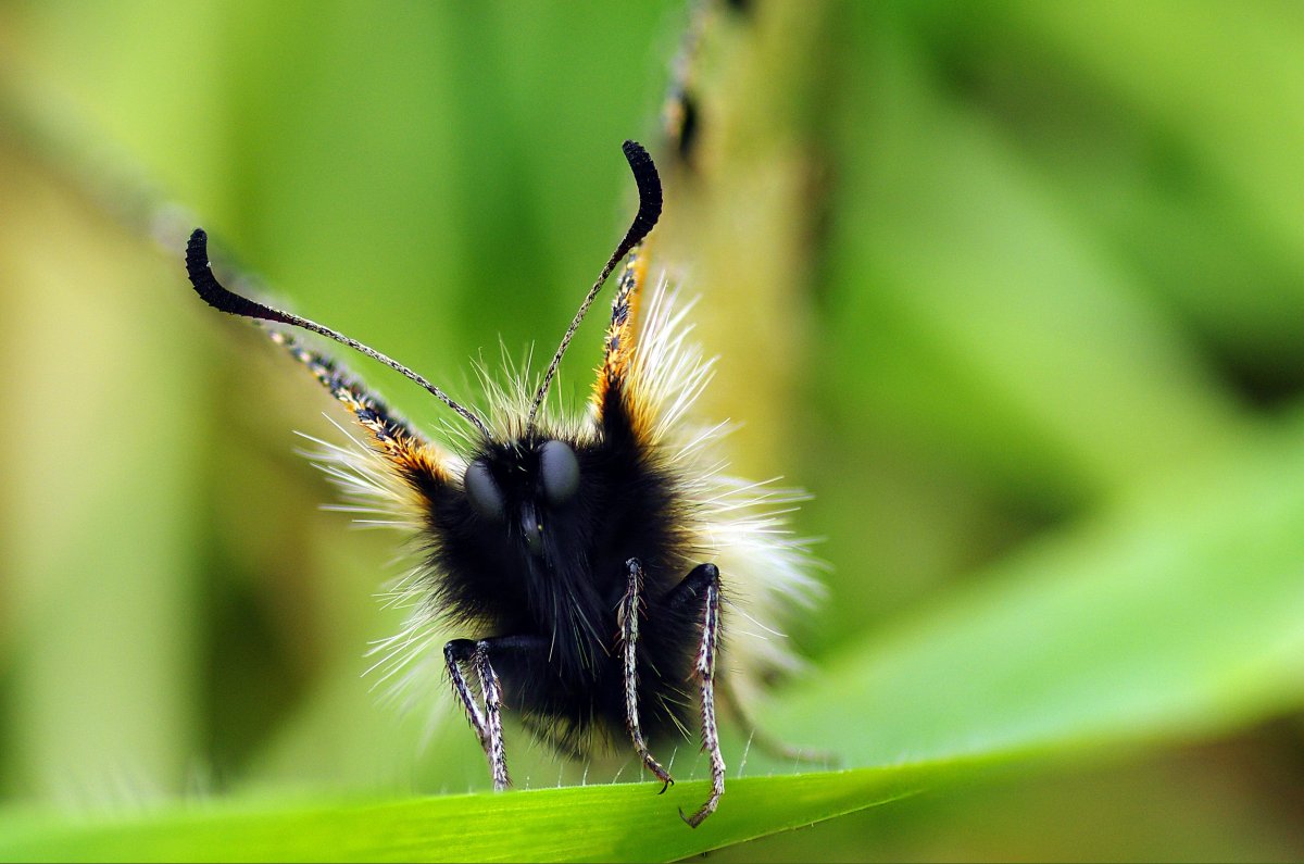 Гусеница пушистая Катерпиллар