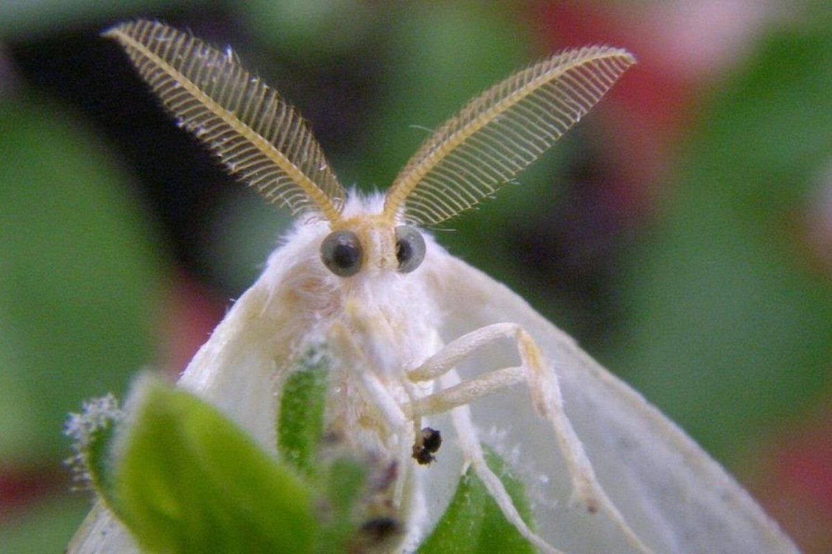 Венесуэльский пуделевый мотылек тутовый шелкопряд