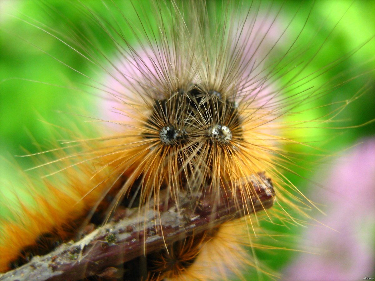 Гусеница волосатик