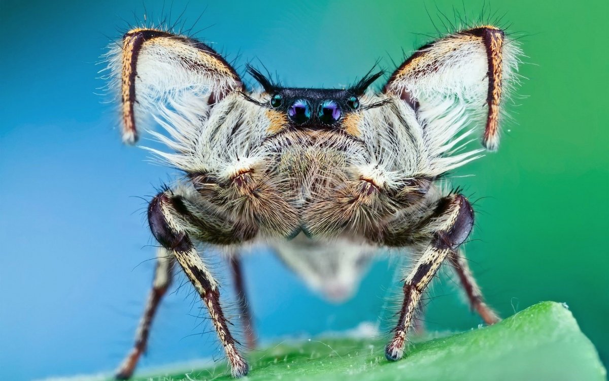 Паук скакун обыкновенный