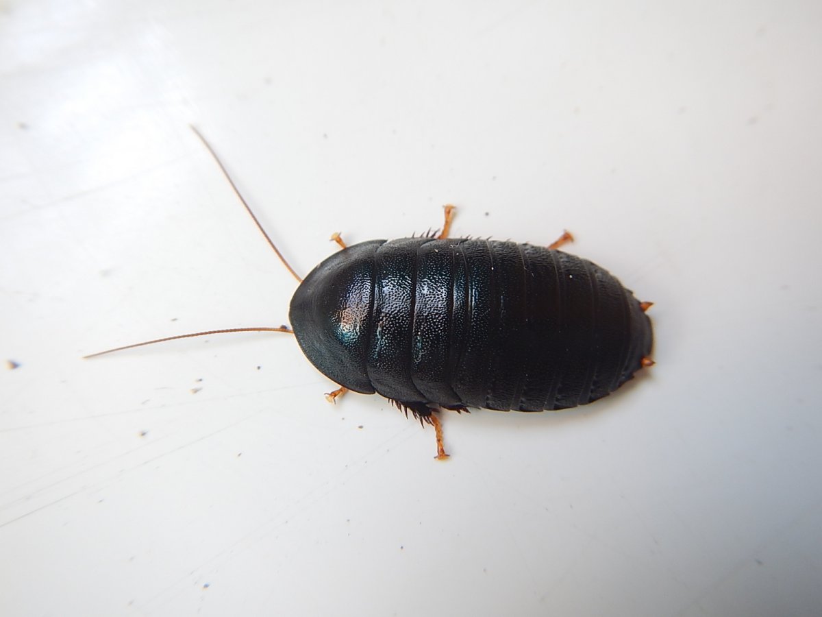 Тараканы темный Таркан