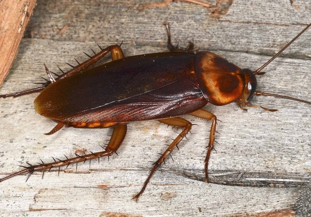 Рыжий таракан