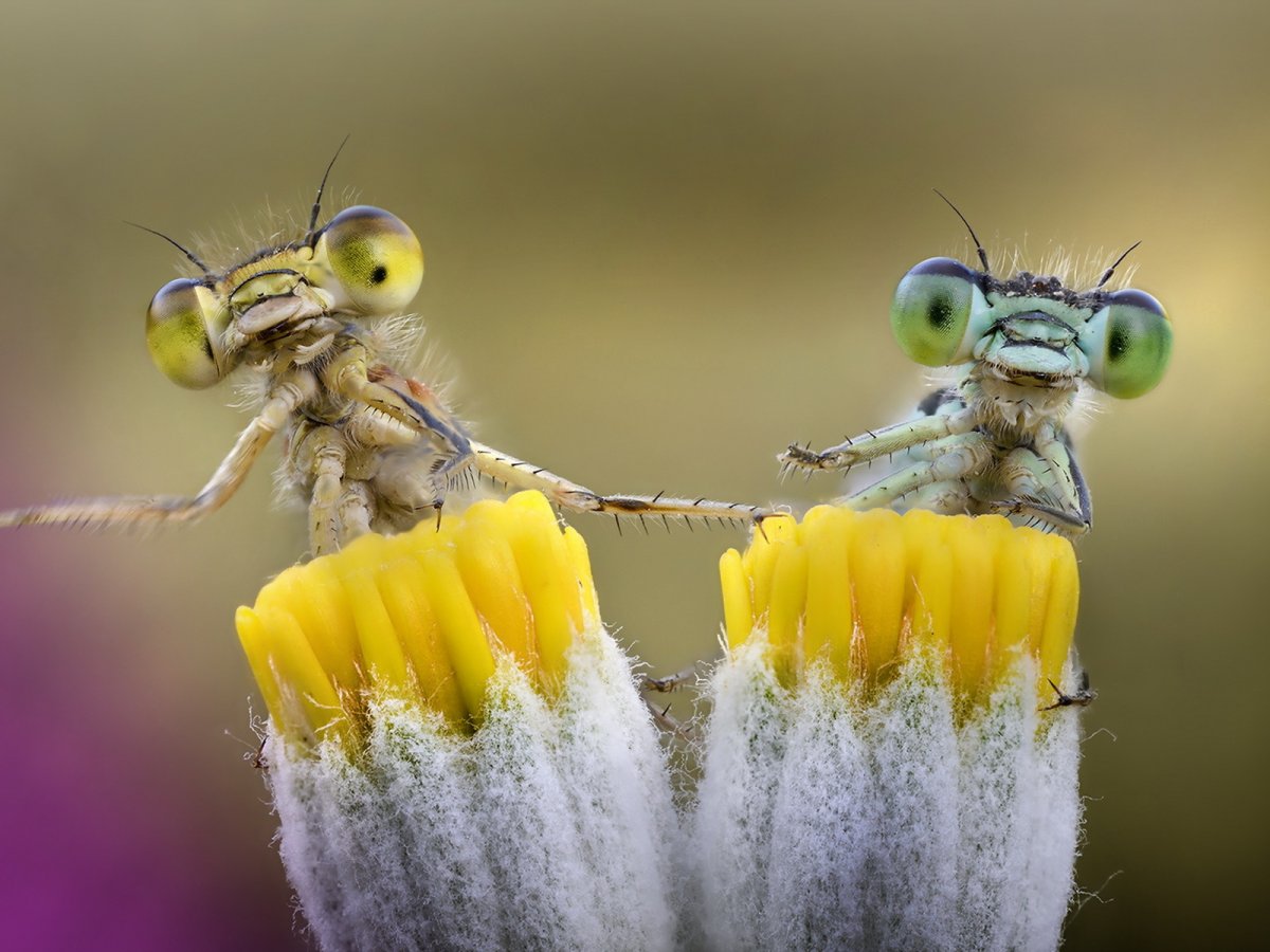 Микромир насекомые