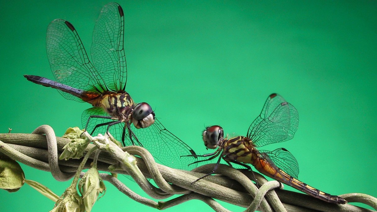 Две Стрекозы