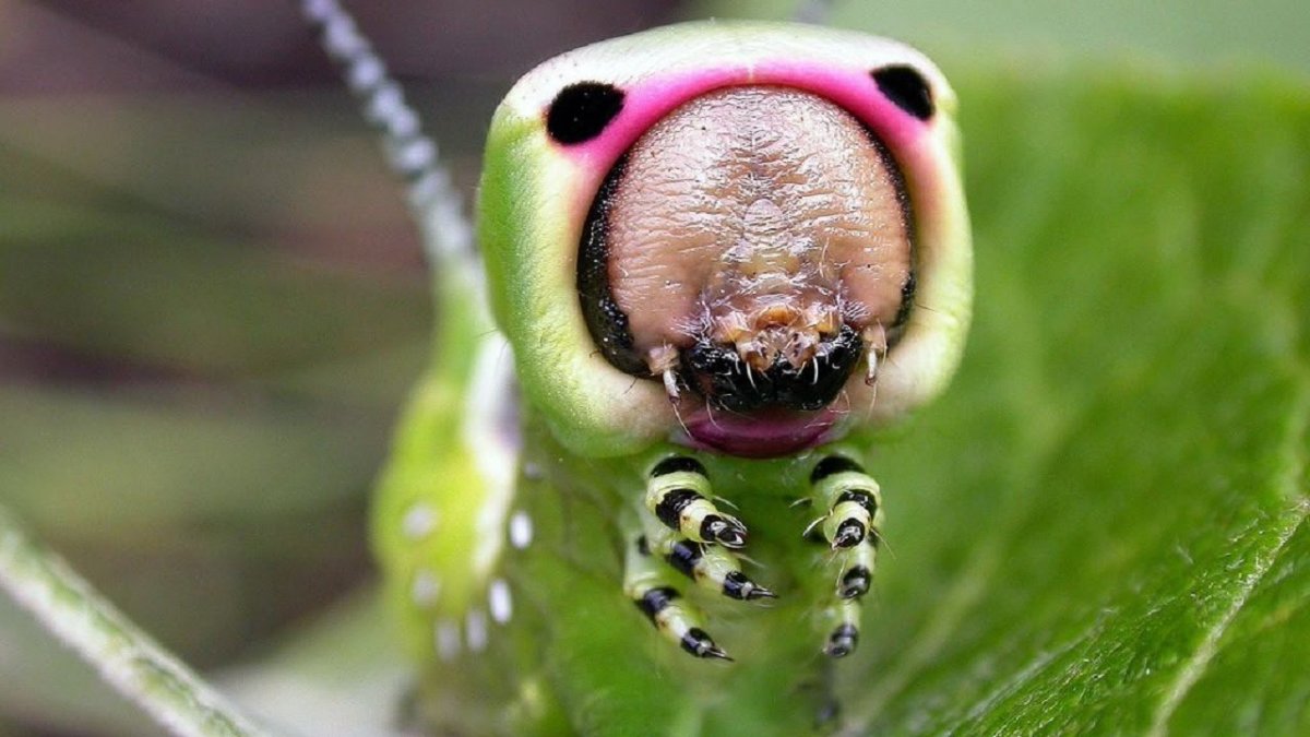 Большая Гарпия гусеница