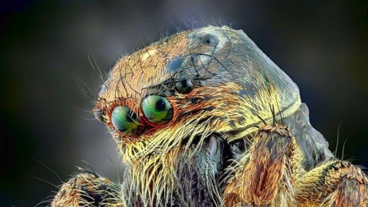 Грустный паук