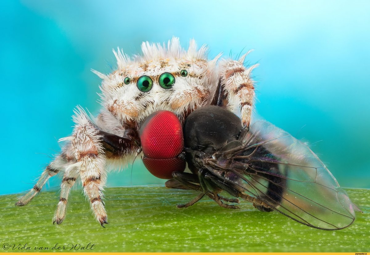 Красивые пауки