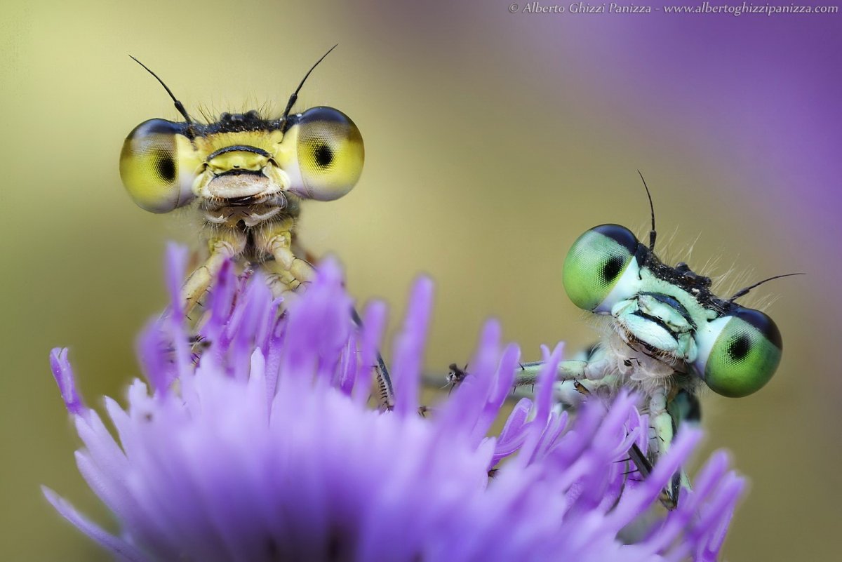 Забавные насекомые