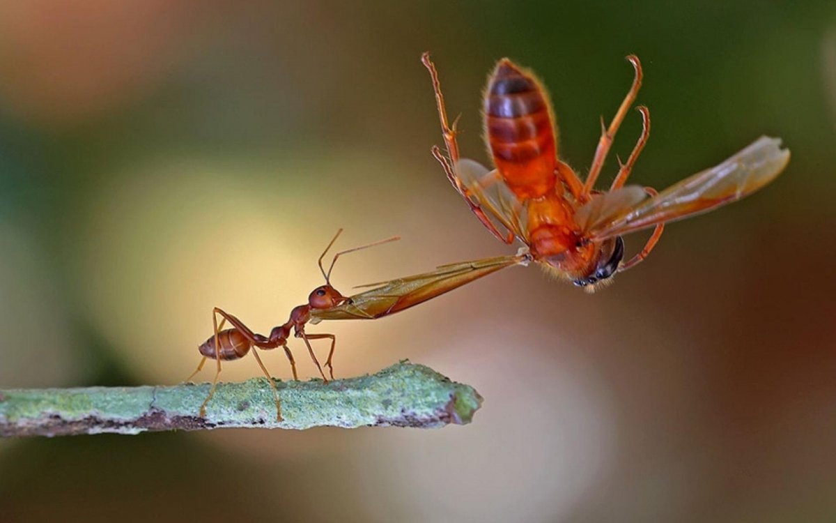 Удивительный мир насекомых