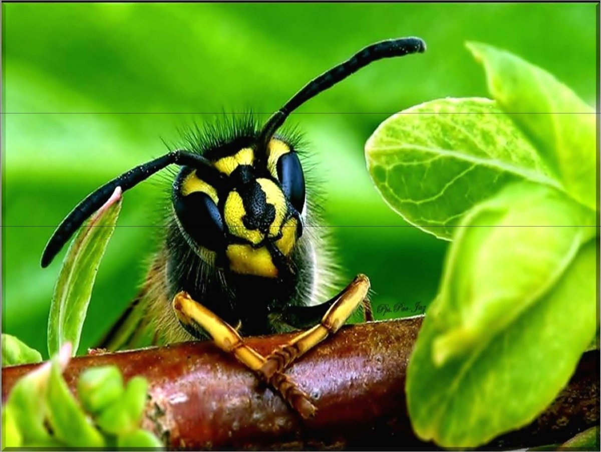 Оса крупным планом