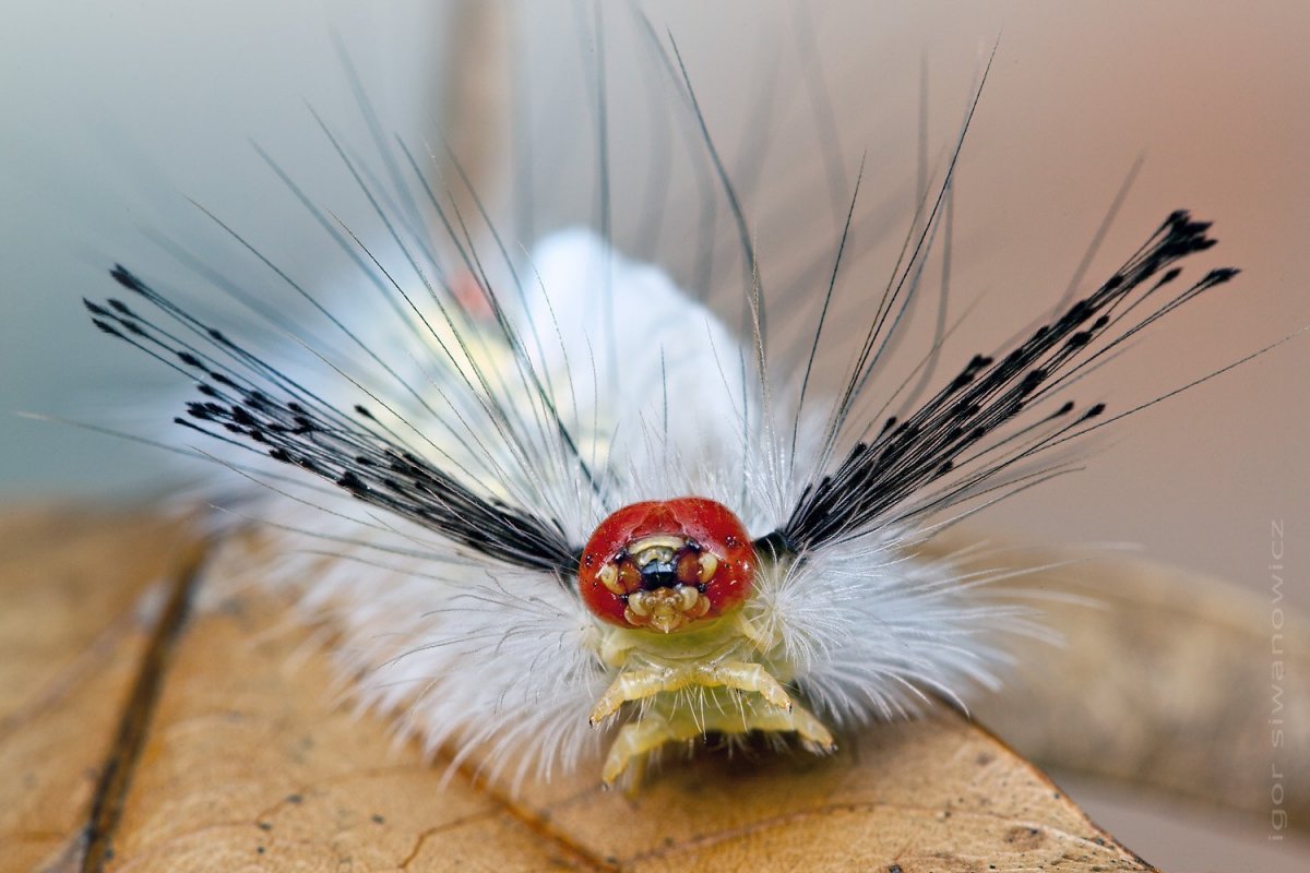 Самые необыкновенные насекомые