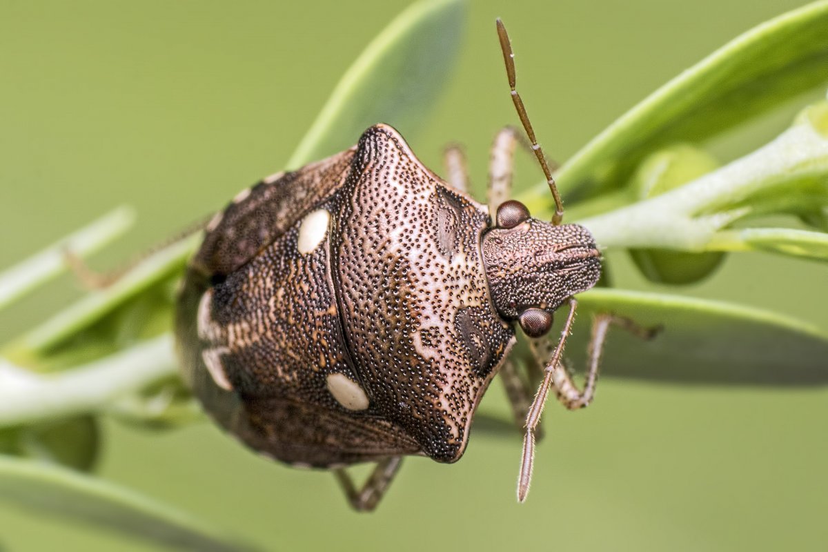 Насекомых (Hexapoda).