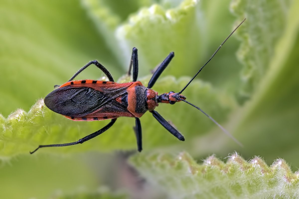 Членистоногие жуки