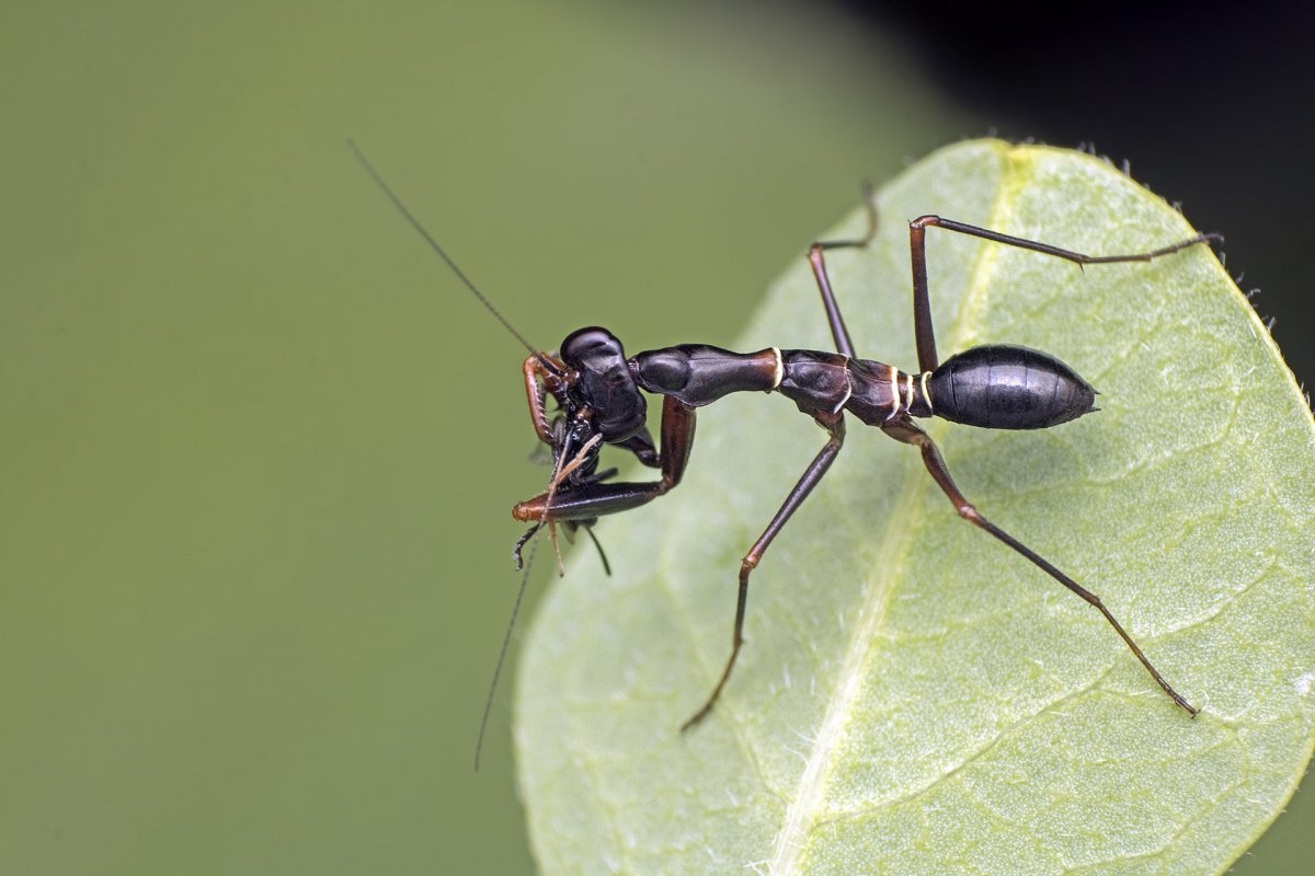 Цикада певчая