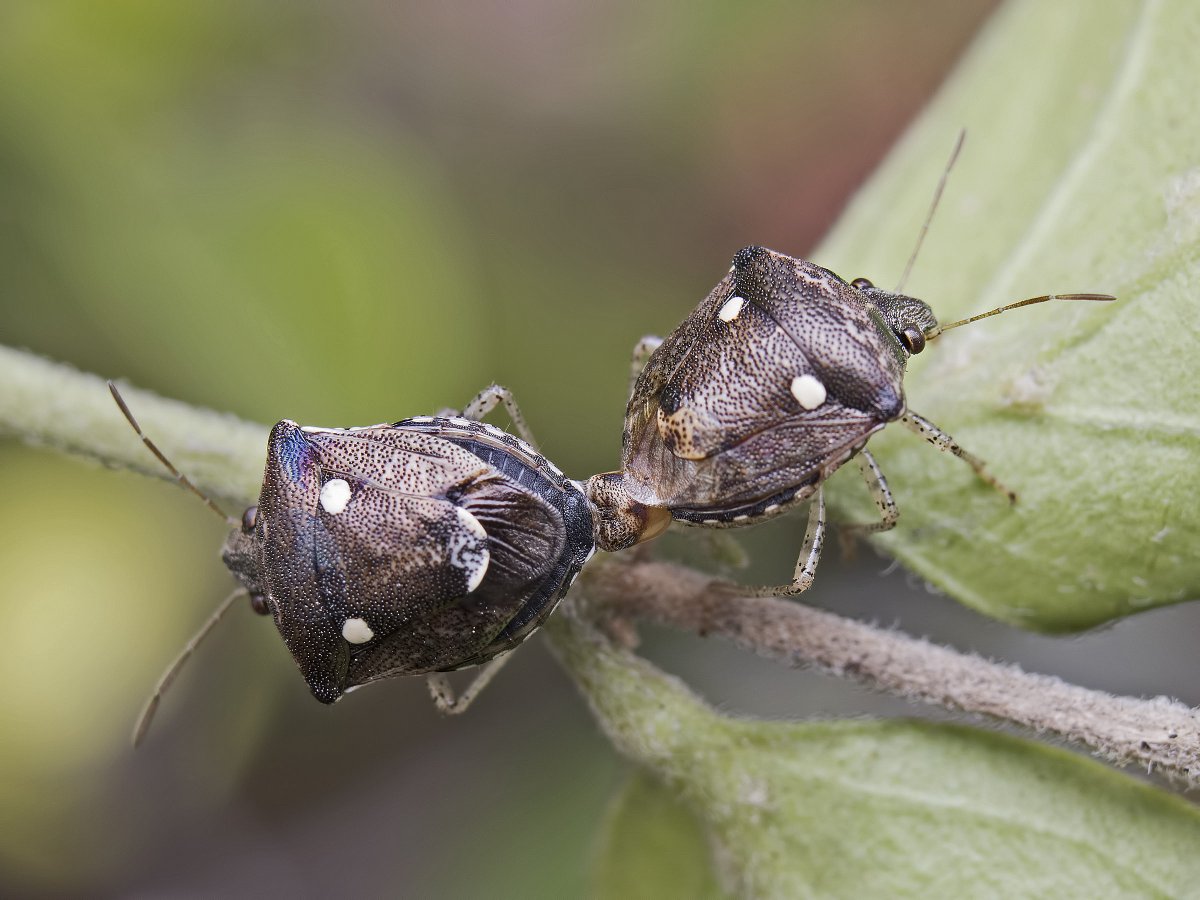 Насекомые Индии