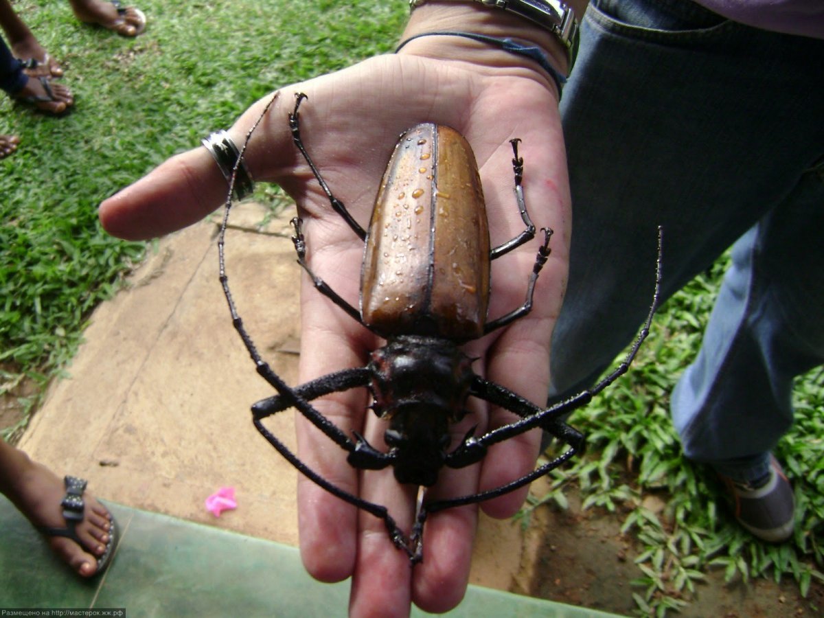 Cyrtotrachelus longimanus