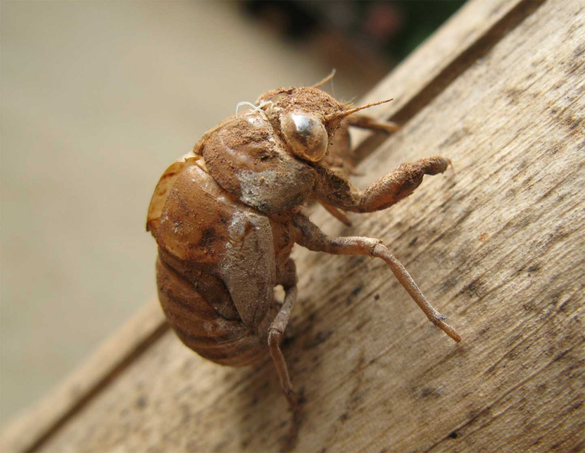 Членистоногие жуки