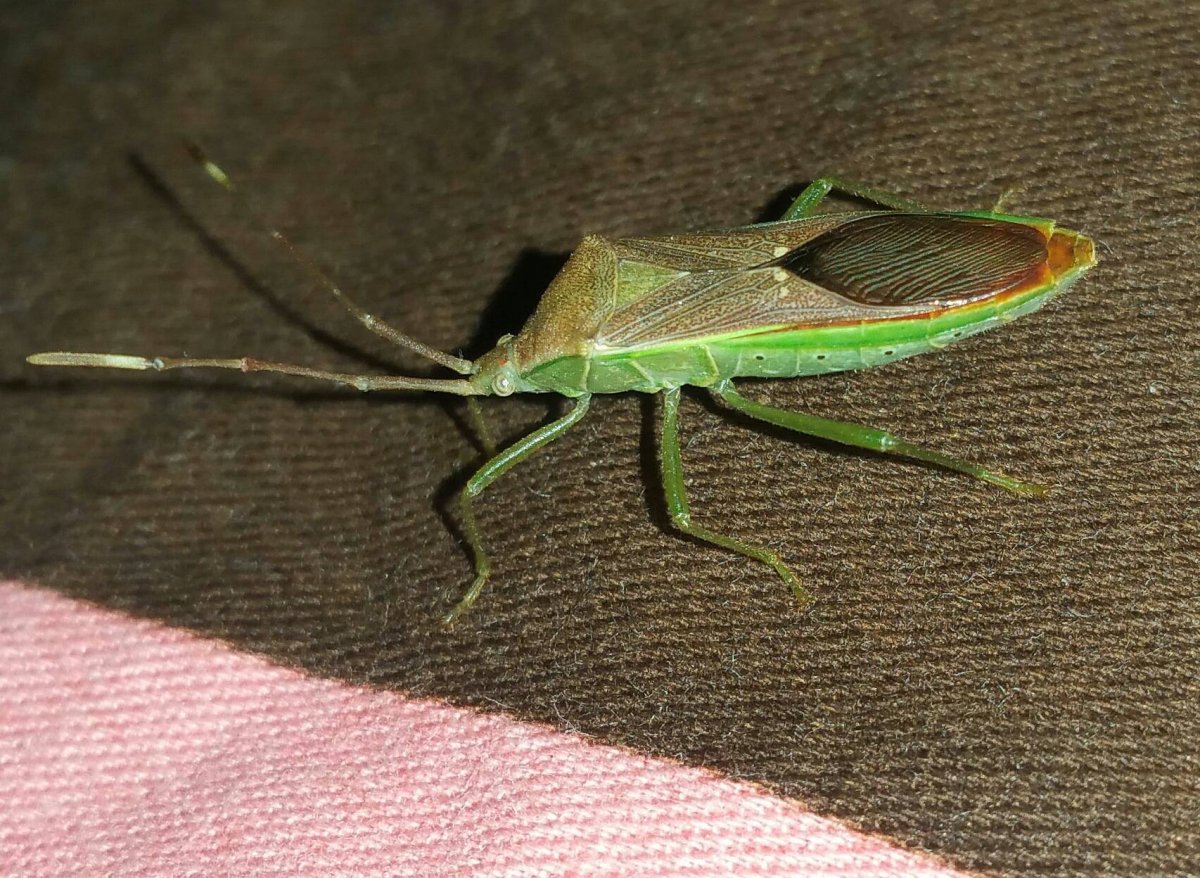 Насекомые новой Гвинеи