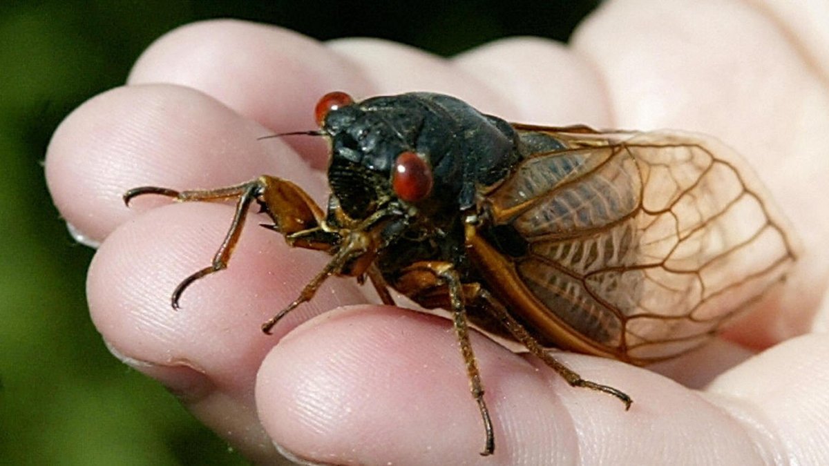 Радужный кузнечик Dactylotum bicolor