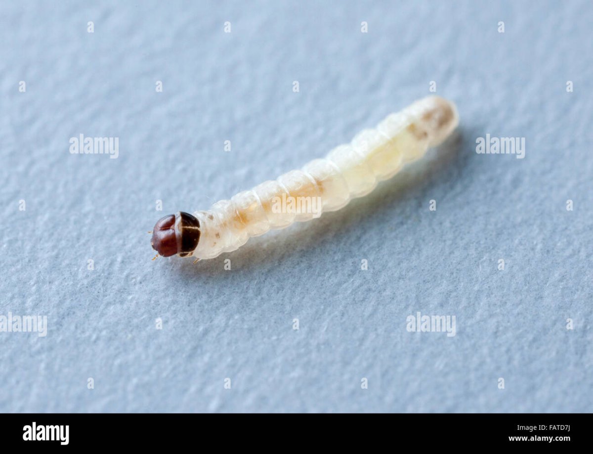 маленькие белые червячки в диване