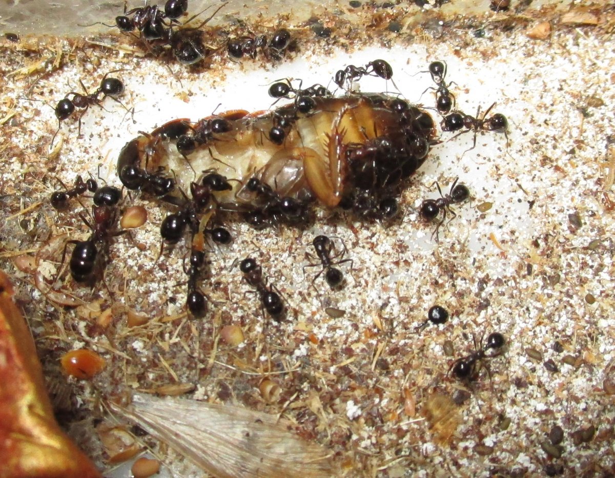 Atta sexdens матка муравья