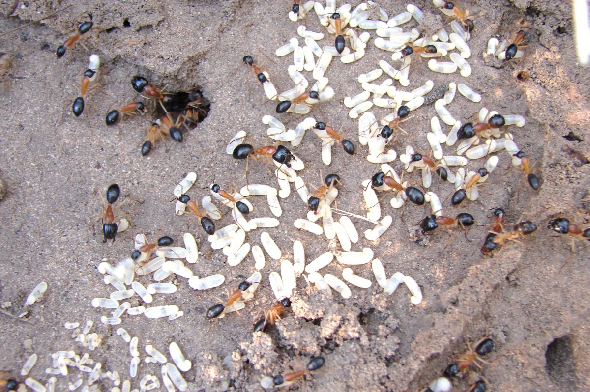 Муравьиные яйца (яйца муравьёв)