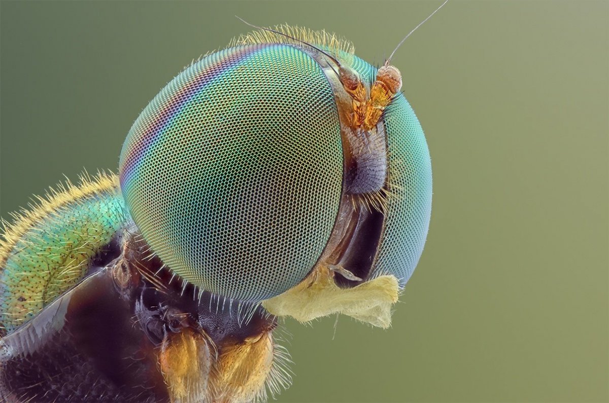 Как выглядит муха под микроскопом фото