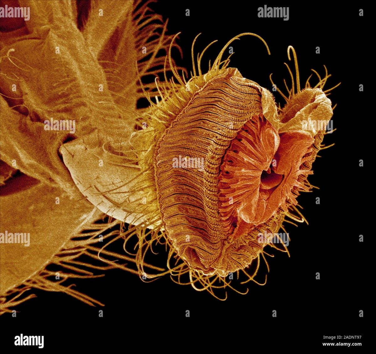 Рот мухи под микроскопом