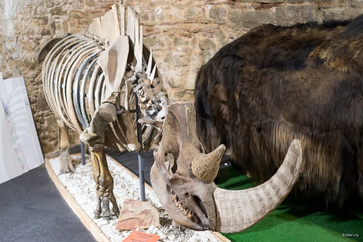 Шерстистый носорог в музее