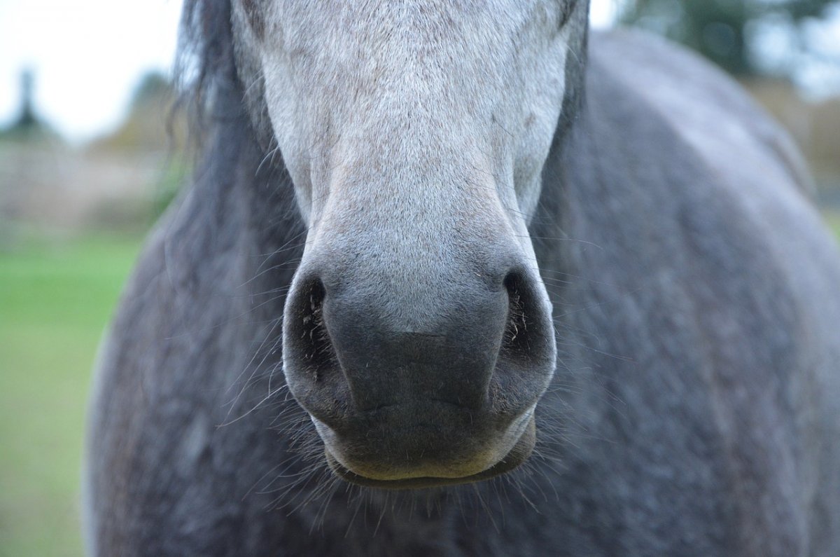 Конь с открытым ртом