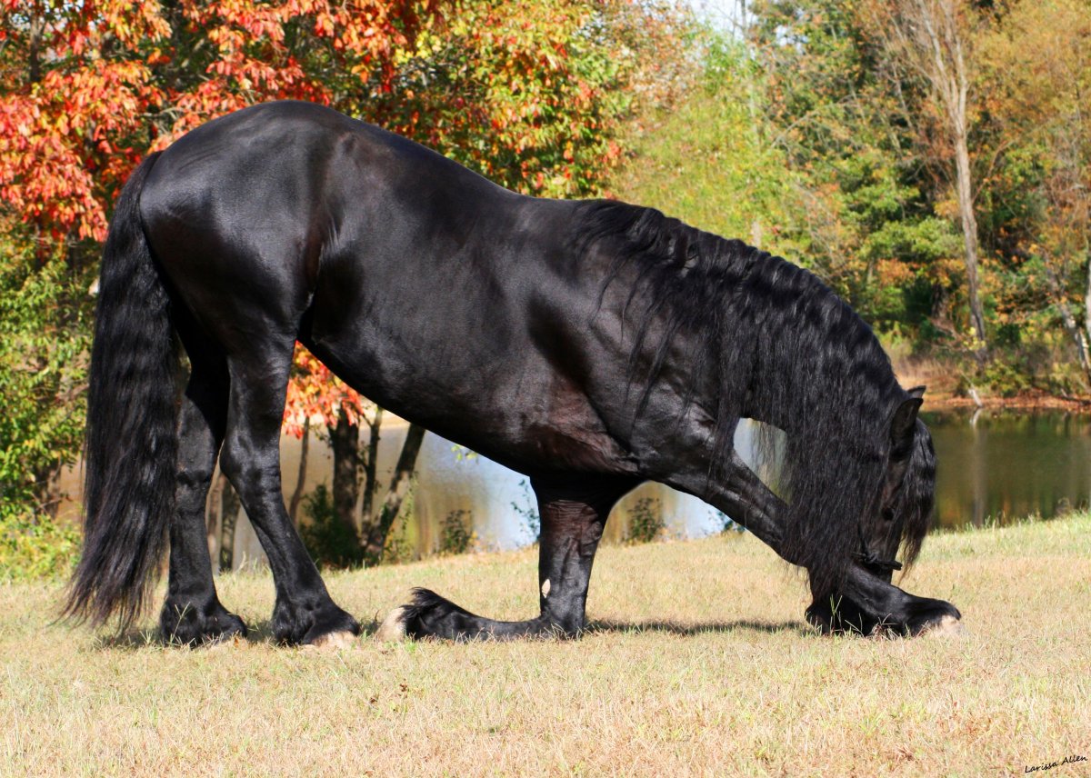 Самая длинная лошадь в мире