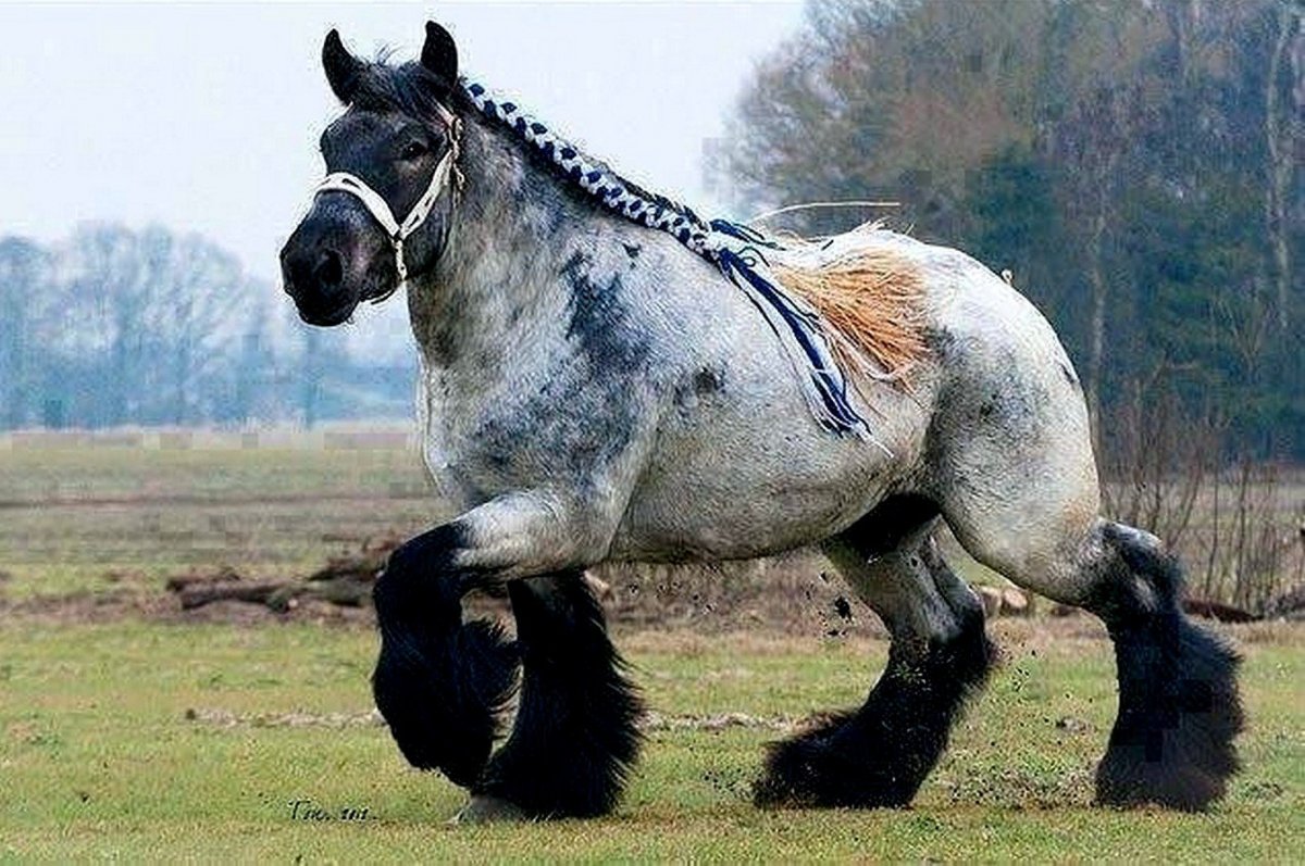 Самые большие лошади тяжеловозы в мире