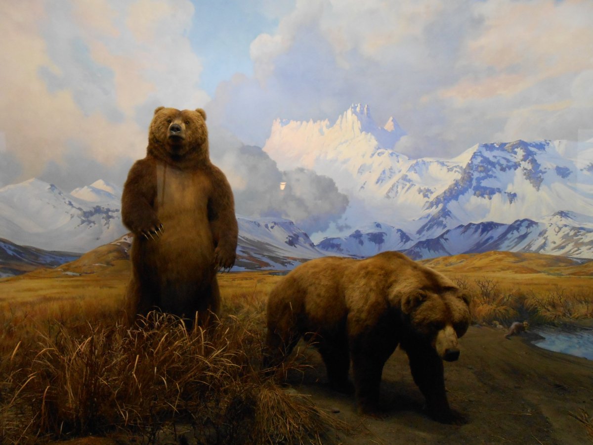 Аляска медведь картина