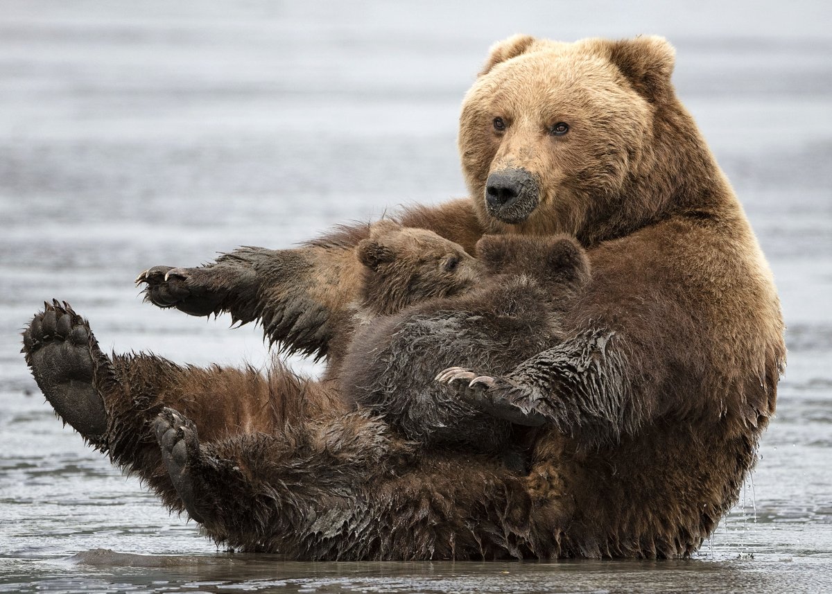 Медвежонок с мамой
