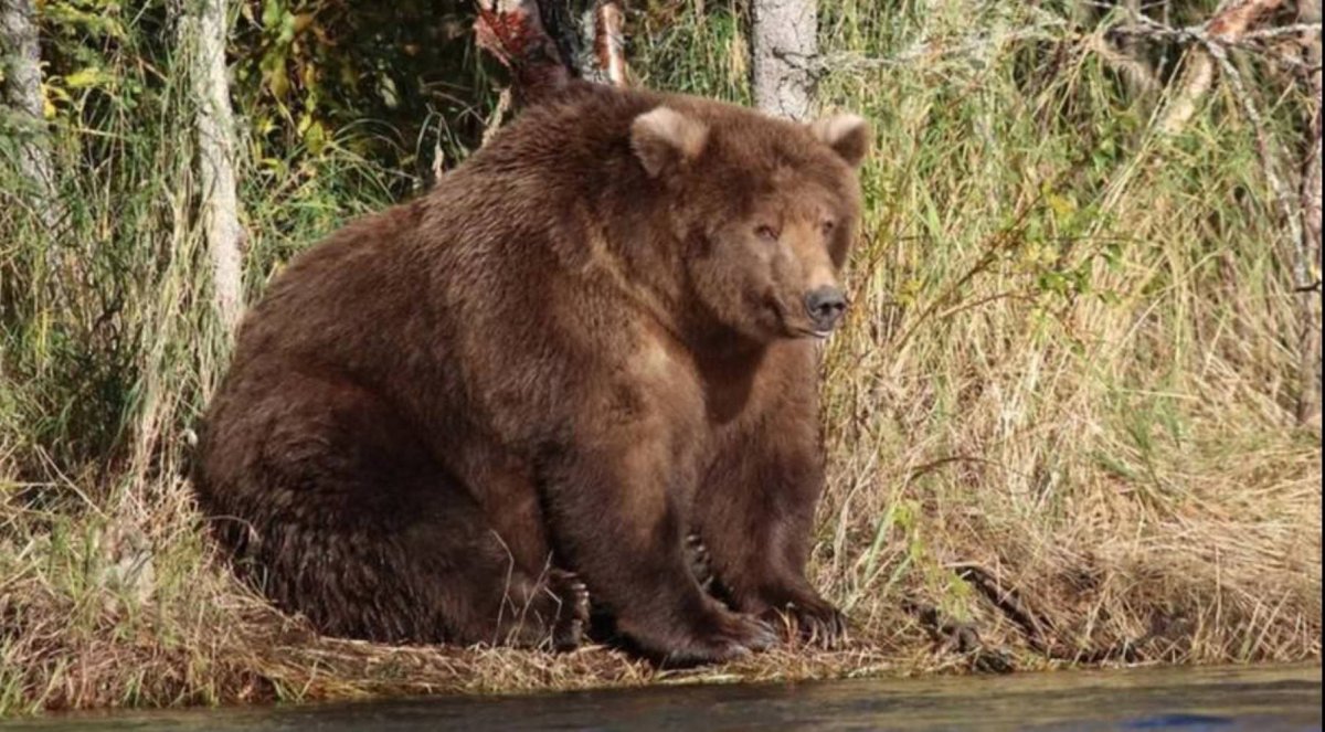 Медведь 1.5 годов